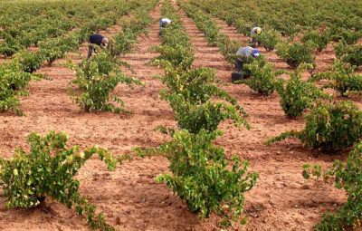 Toledo, 09-09-2006.- Imagen de un viñedo de Castilla-La Mancha.