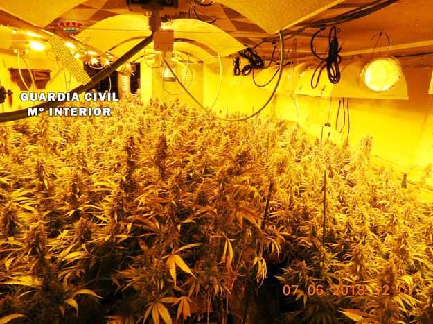 211 plantas de marihuana han sido localizadas en una vivienda de Casarrubios del Monte, en una actuación conjunta de la Policía Local y la Guardia Civil de Valmojado