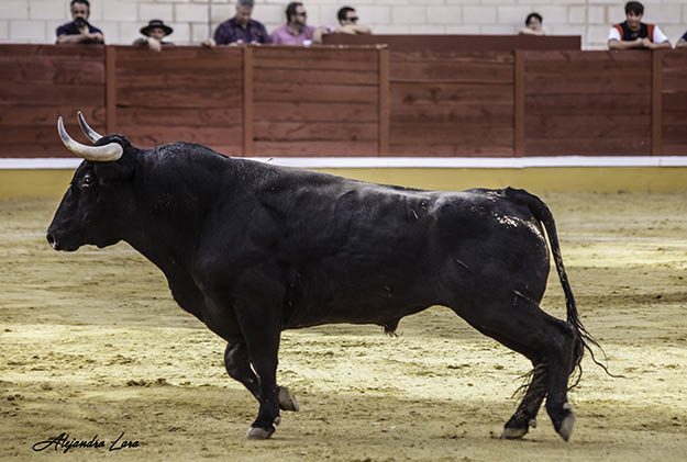 La gran estampa de 'Murga', toro de Victorino Martín indultado en la plaza de toros de Madridejos