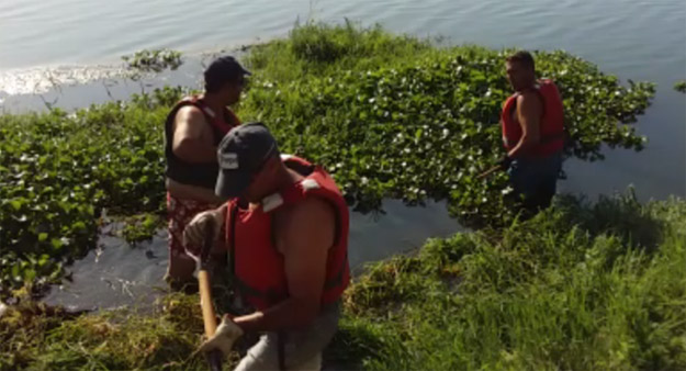 Técnicos de la CHT retiran una de las matas de camalote aparecidas en el cauce del río Tajo a su paso por Talavera.