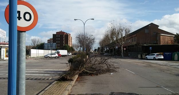 Árbol caído en Avenida Francisco de Aguirre.